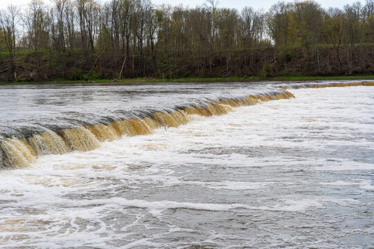 Vimba (Vimba vimba) fish jumping over waterfall on the Venta River, Kuldiga, Latvia.