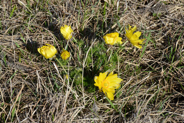 Frühlings-Adonisröschen,  Frühlings-Adonis, Adonis vernalis