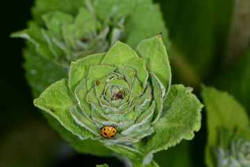 Alant,  Echter, Inula helenium,  Einzelblüte, Blütenknospe