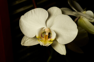 orquídea mariposa blanca (phalaenopsis aphrodite) 