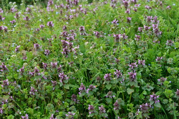 Ackerwildkräuter,  Ackerwildkrautgemeinschaft