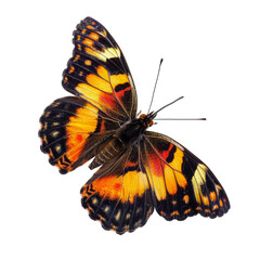 Orange and Black Butterfly with isolated on transparent background.