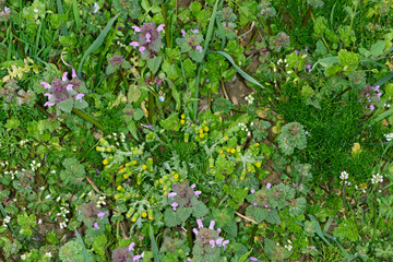 Ackerwildkräuter, Ackerwildkrautgemeinschaft