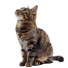 Tabby Cat Sitting and Looking Up
