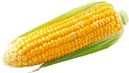 corn isolated on white