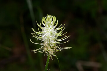Ährige Teufelskralle,  Phyteuma spicatum