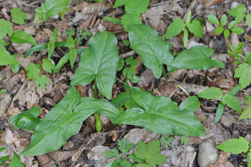 Aronstab, Gefleckter, Arum maculatum