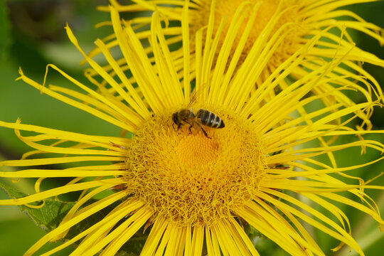 Alant,  Echter,  Inula helenium