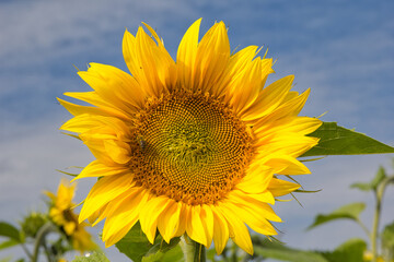 Sonnenblume