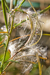 Pfaffenh&uuml;tchen-Gespinstmotte