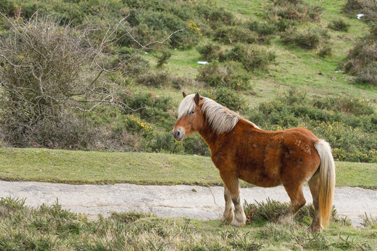 Pottoka horse in the meadows of Encartaciones
