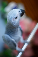  African Grey Parrot living in the wild). Not only is African Grey Parrot considered one of the most beautiful birds.face and eye rims surrounded by a narrow layer of white skin, 