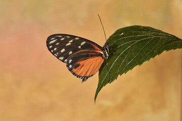 mariposa tigre de cola larga (heliconius hecale)
