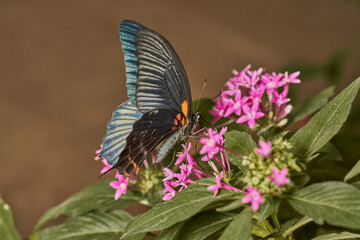 Fototapeta premium mariposa alas de pájaro (parides erithalion) 