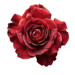 Single Red Rose with Water Drops isolated on transparent background.
