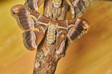 mariposa de seda del ailanto (samia cynthia)