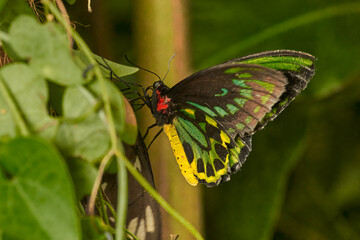 mariposa alas de pájaro (ornithoptera priamus) 
