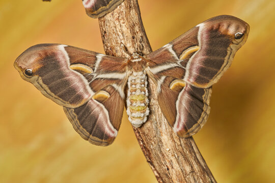 mariposa de seda del ailanto (samia cynthia)