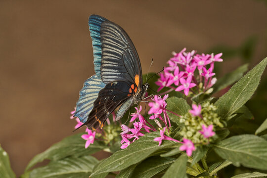 mariposa alas de p&aacute;jaro (parides erithalion)	
