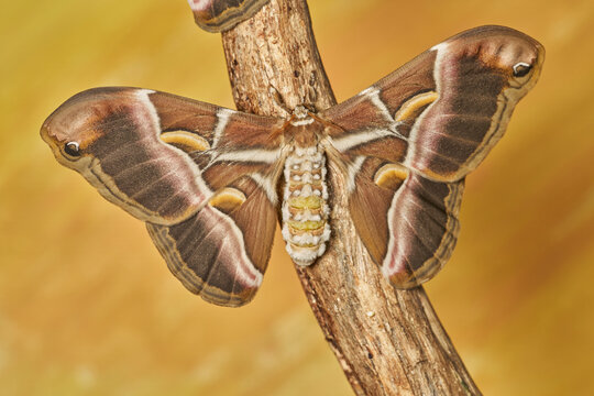 mariposa de seda del ailanto (samia cynthia)