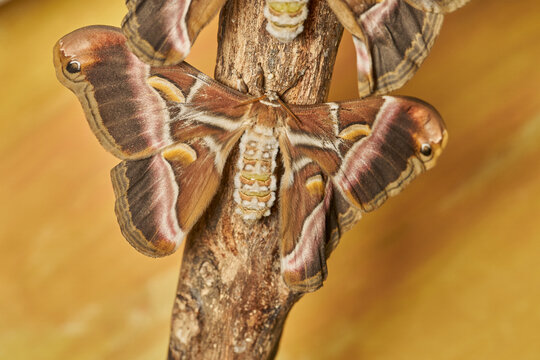 mariposa de seda del ailanto (samia cynthia)