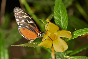 mariposa tigre de cola larga (heliconius hecale)