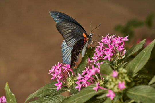 mariposa alas de p&aacute;jaro (parides erithalion) 