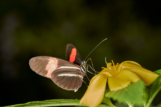 mariposa cartero en una flor (heliconius melpomene)