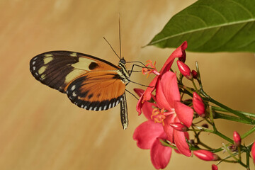 mariposa tigre de cola larga (heliconius hecale)