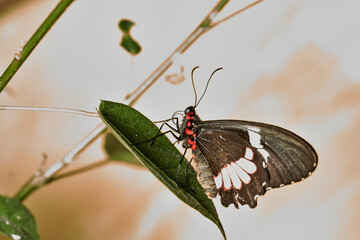 mariposa alas de pájaro (parides erithalion) 