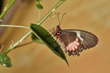 mariposa alas de pájaro (parides erithalion)	
