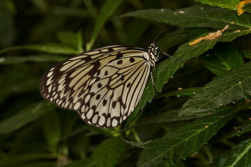 mariposa gran ninfa arbórea 