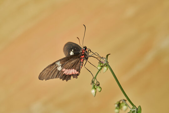 mariposa alas de p&aacute;jaro (parides erithalion) 