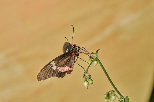 mariposa alas de p&aacute;jaro (parides erithalion) 
