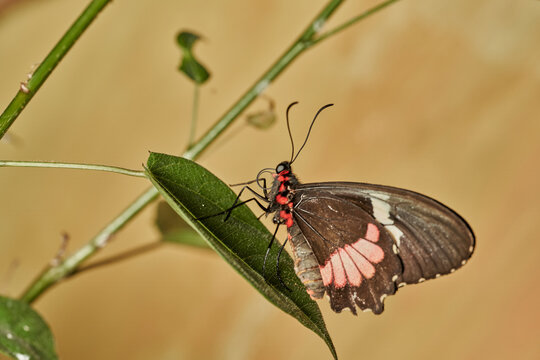 mariposa alas de p&aacute;jaro (parides erithalion) 