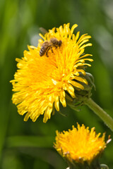 L&ouml;wenzahnbl&uuml;te mit Biene