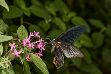 mariposa negra sobre hojas verdes 