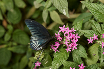 mariposa negra sobre hojas verdes 