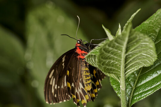 mariposa alas de p&aacute;jaro (parides erithalion) 