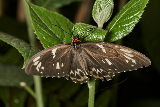 mariposa alas de p&aacute;jaro (parides erithalion) 