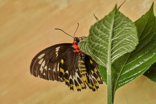 mariposa alas de p&aacute;jaro (parides erithalion) 