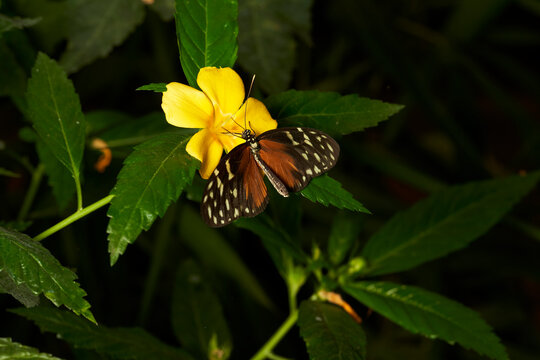 mariposa alas de p&aacute;jaro (parides erithalion)	
