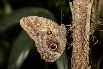 mariposa búho (caligo memnon) ninfalidos  