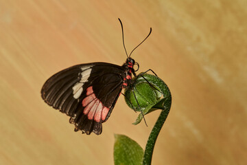 mariposa alas de pájaro (parides erithalion)	