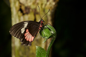 mariposa alas de p&aacute;jaro (parides erithalion)	