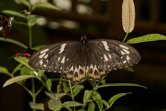 mariposa alas de p&aacute;jaro (parides erithalion)	