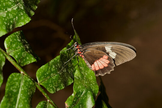 mariposa alas de p&aacute;jaro (parides erithalion)	