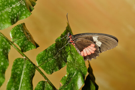 mariposa alas de p&aacute;jaro (parides erithalion)	