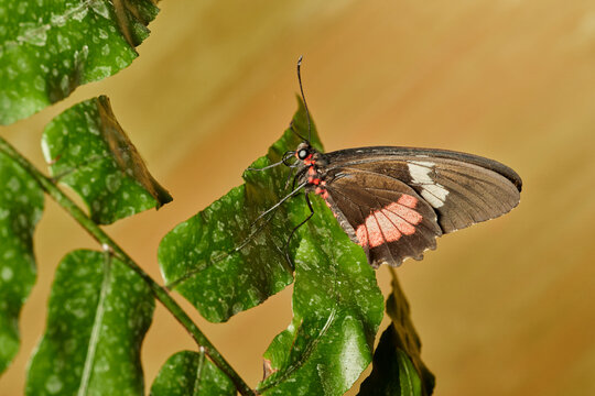 mariposa alas de p&aacute;jaro (parides erithalion)	
