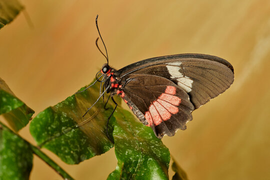 mariposa alas de p&aacute;jaro (parides erithalion)	